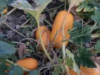 Продаю тыкву для животных — Foto 3