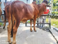 सांड, मवेशी — फ़ोटो 1
