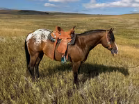 Cal, Horses of Sable Island — foto 2