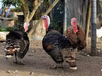 Turkeys — الصورة 3