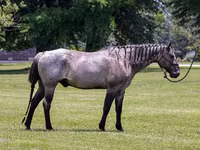 At, Quarter Horse — foto 2