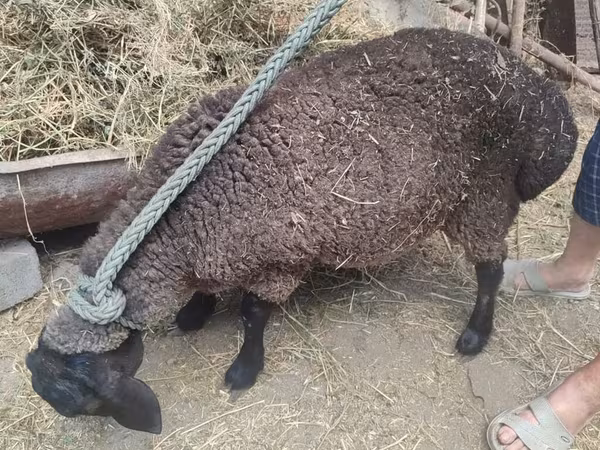 Schaf, Saryarka sheep
