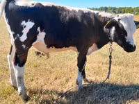Bou, Bovine — foto 2