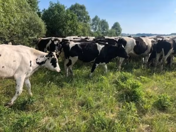 بقرة, Russian Black pied cattle