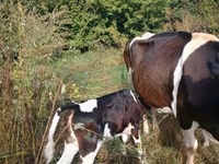Bou, Rasa Holstein — foto 2