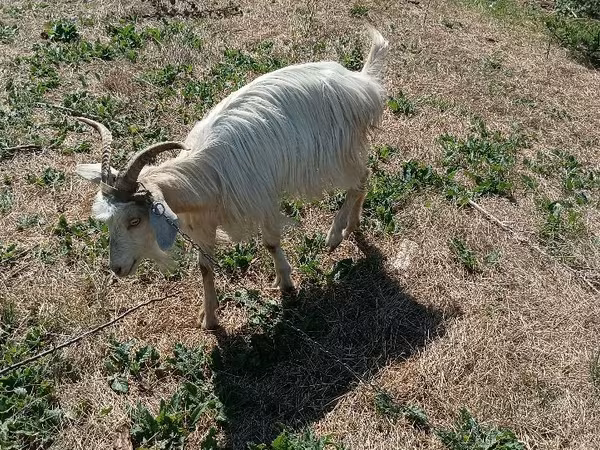 Goat, Goats — Moldova