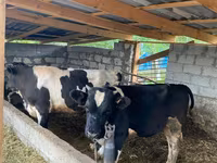 Bou, Rasa Holstein — foto 1