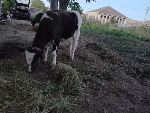 Bou, Bovine — Republica Moldova
