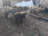 Schaf, Romanov sheep — Foto 2
