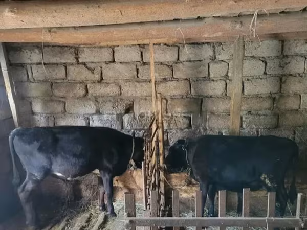 Bou, Bovine