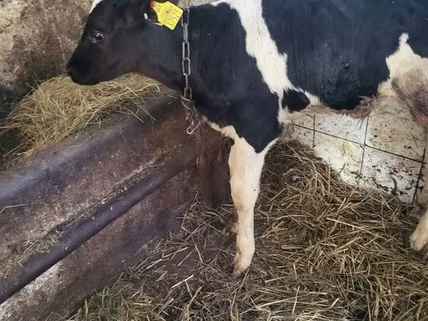 Taureau, Race Holstein