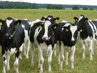 Kuh, Holstein-Rasse — Foto 1