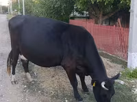 Cow, Cattle — photo 1