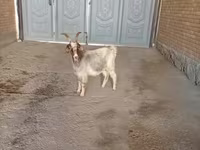 Cabra, Alpine goat — foto 3