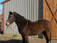 Cavalo, Mustang — foto 2