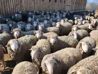 Carnero, Kazakh fat-tailed coarsewool sheep — foto 7