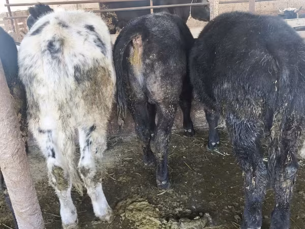 Bou, Belgian Blue