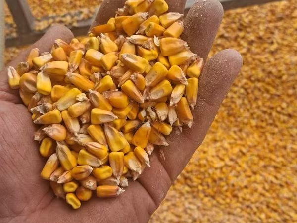 Porumb cu livrare acasă 4,40 lei/kg