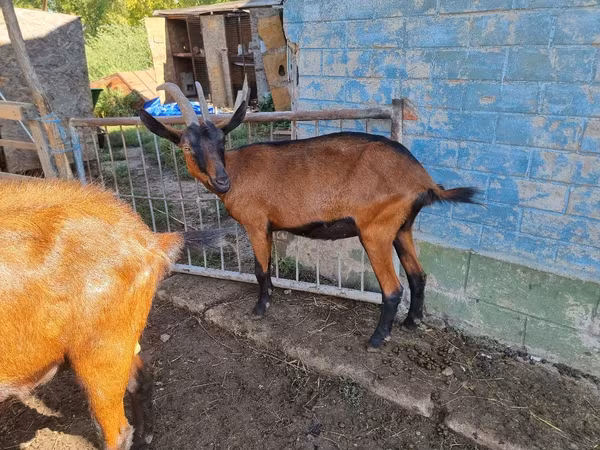 Capră, Alpine goat