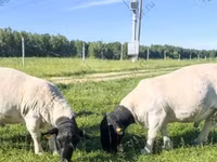 Carnero, Kazakh fat-tailed coarsewool sheep — foto 8