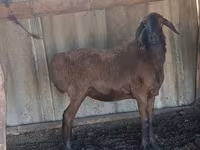 Ram, Hissar sheep — photo 5