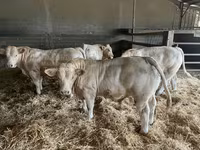 Taureau, Charolais cattle — photo 2