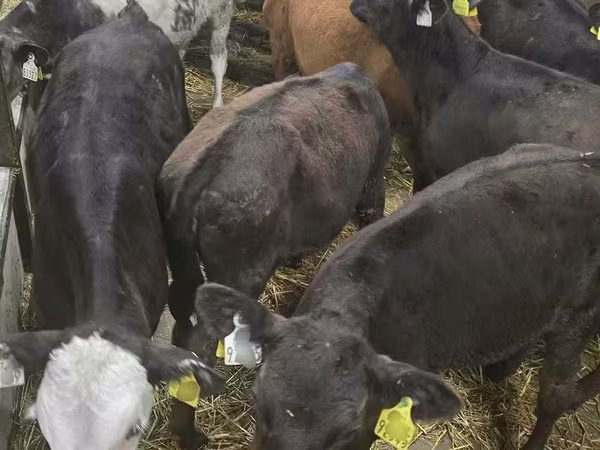 Bou, Bovine