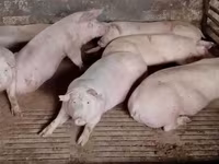 Propunem spre vânzare carne de porc proaspătă și deosebit de delicioasă. — 3-rasm