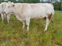 Vacă, Charolais cattle — foto 4