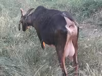Capră, Nubian Goat — foto 3