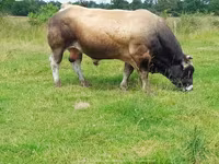 Toro, Partenaise cattle — foto 7
