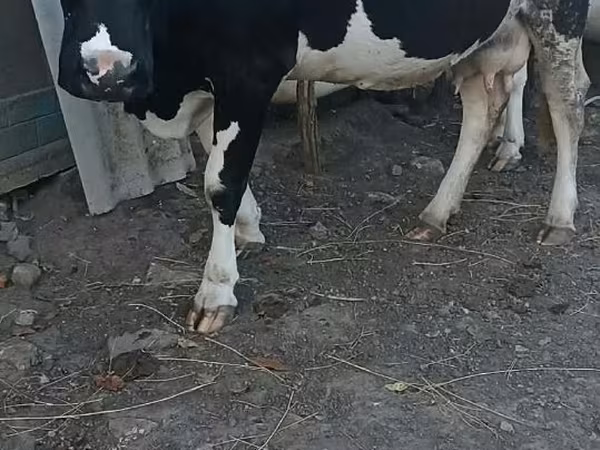 Vacă, Rasa Holstein