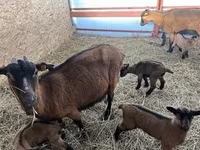 Echki, Alpine goat — 1-rasm