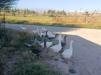 Geese — photo 1