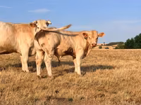 Bou, Charolais cattle — foto 1