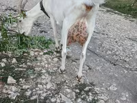 عنزة, Saanen goat — الصورة 1