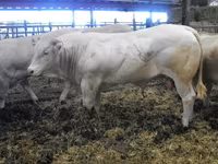Bou, Blonde d’Aquitane cattle — foto 6