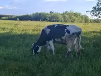 Vacă, Simmental cattle — foto 3
