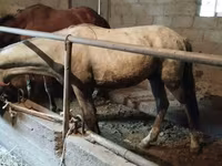 At, Horse breed — foto 5