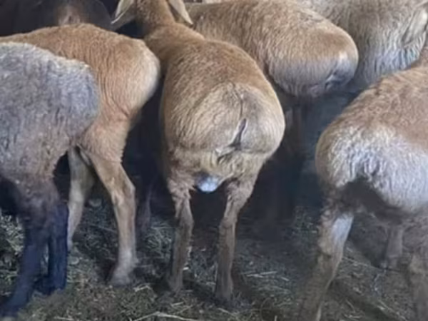 Brebis, Moutons