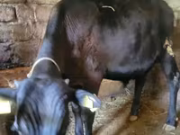 Bou, Bovine — foto 6