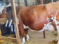 Vacă, Bovine — foto 6