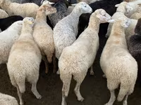 Cabra, Cabras — foto 3