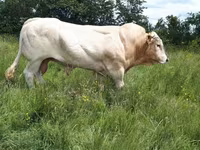 Taureau, Blonde d’Aquitane cattle — photo 1