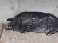 Vind jumate din porcină de mangalița — 照片 1