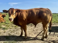 Taureau, Vache limousine — photo 1