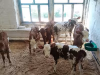 İnək, Kalmık irqi — foto 8