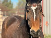 Cavalo, Mustang — foto 3