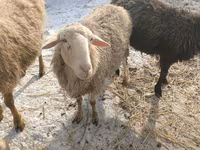 Schaf, Romanov sheep — Foto 4