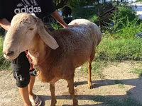Berbec, Agin sheep — foto 3
